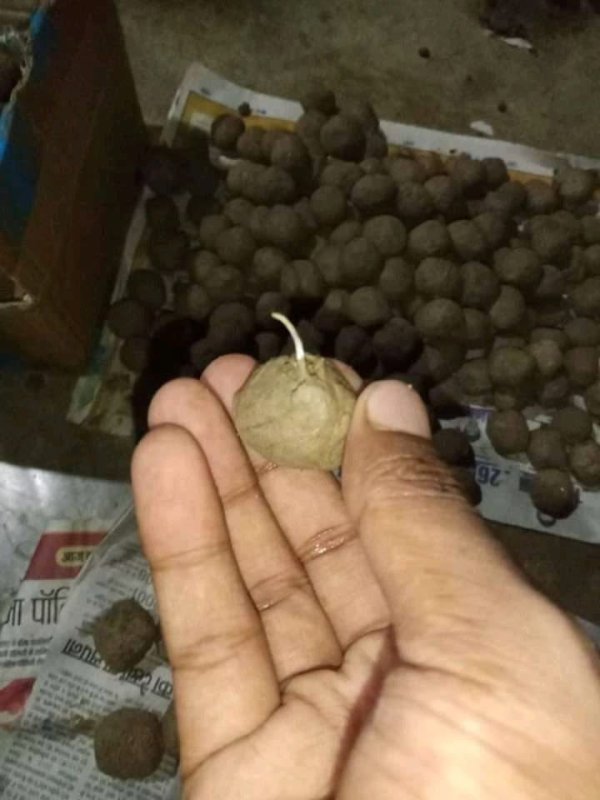 Plantation and Seed ball making