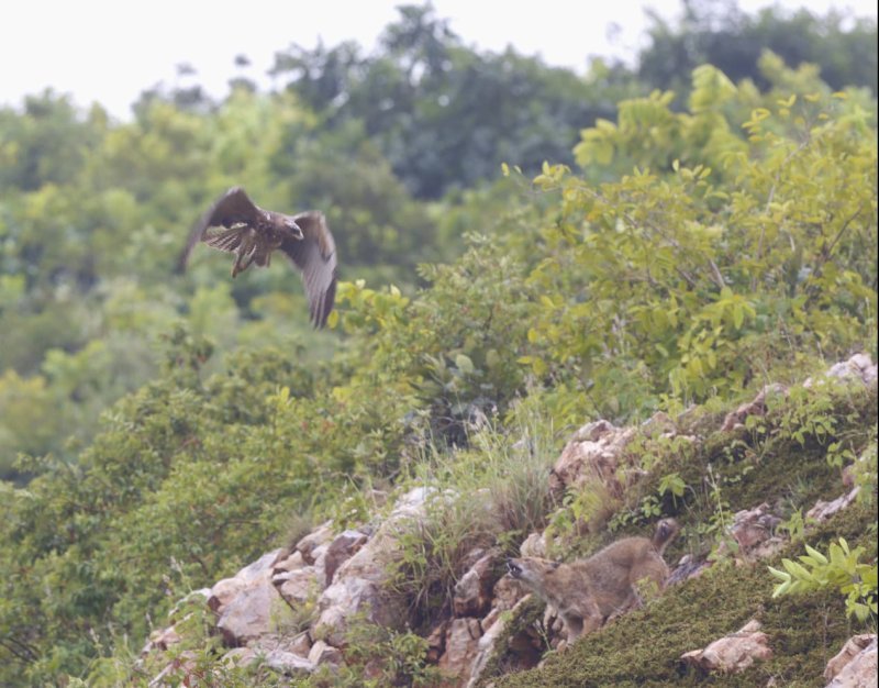 In Search of Vultures: A Day of Raptor Surveying Across Rajgir and Gaya, Bihar